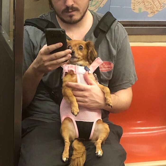 41 Times Folks Were Caught Carrying Dogs In Bags And It’s Adorable