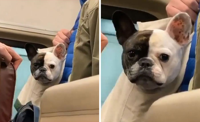 41 Times Folks Were Caught Carrying Dogs In Bags And It’s Adorable