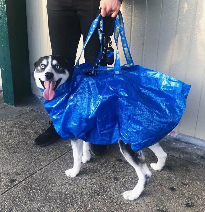 41 Times Folks Were Caught Carrying Dogs In Bags And It’s Adorable