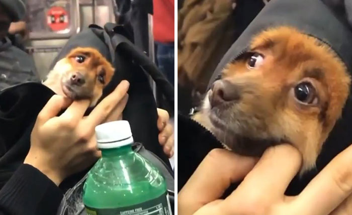 41 Times Folks Were Caught Carrying Dogs In Bags And It’s Adorable