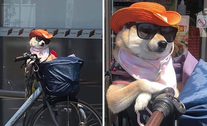 41 Times Folks Were Caught Carrying Dogs In Bags And It’s Adorable