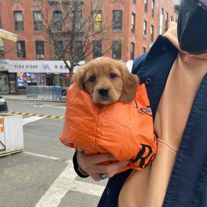 41 Times Folks Were Caught Carrying Dogs In Bags And It’s Adorable
