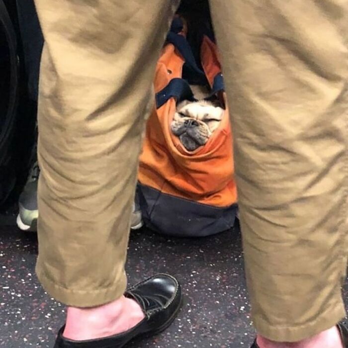 41 Times Folks Were Caught Carrying Dogs In Bags And It’s Adorable