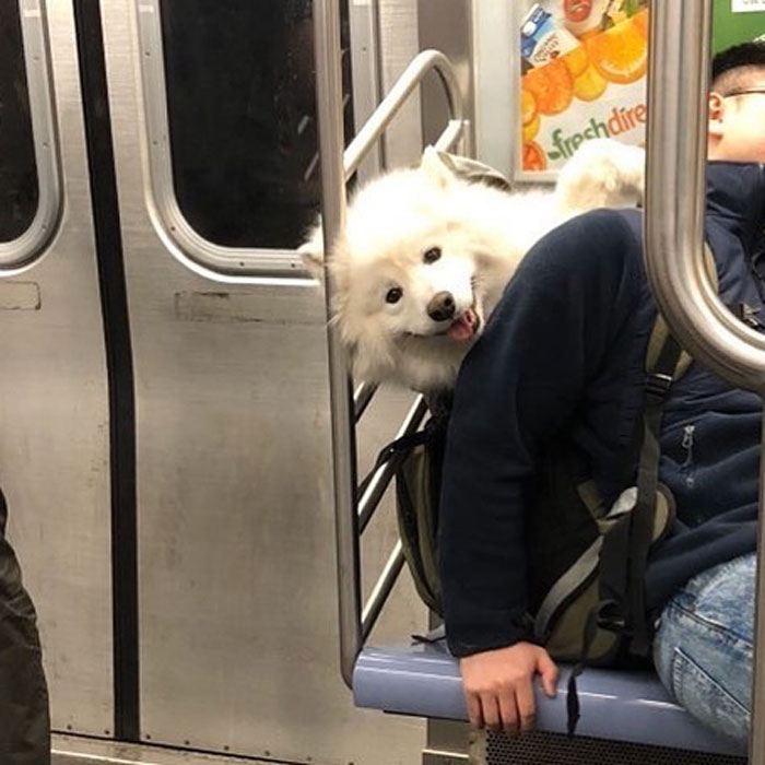 41 Times Folks Were Caught Carrying Dogs In Bags And It’s Adorable