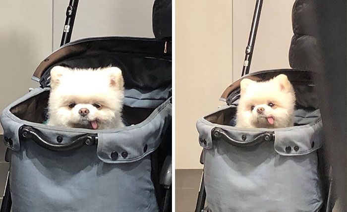 41 Times Folks Were Caught Carrying Dogs In Bags And It’s Adorable