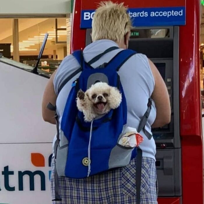 41 Times Folks Were Caught Carrying Dogs In Bags And It’s Adorable