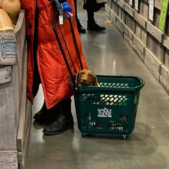 41 Times Folks Were Caught Carrying Dogs In Bags And It’s Adorable