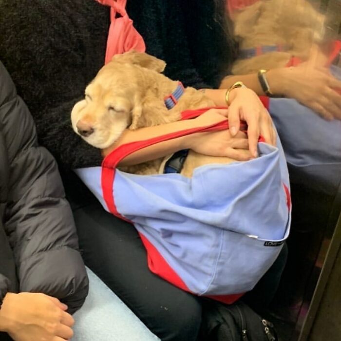 41 Times Folks Were Caught Carrying Dogs In Bags And It’s Adorable