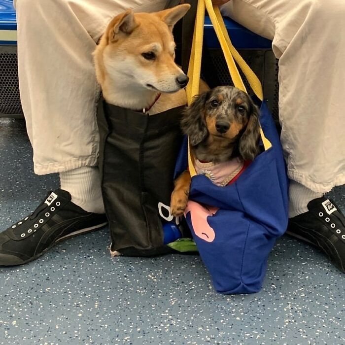 41 Times Folks Were Caught Carrying Dogs In Bags And It’s Adorable