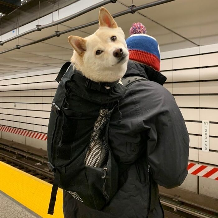 41 Times Folks Were Caught Carrying Dogs In Bags And It’s Adorable