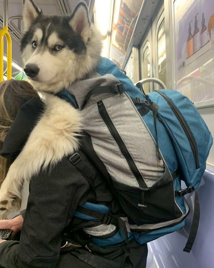41 Times Folks Were Caught Carrying Dogs In Bags And It’s Adorable
