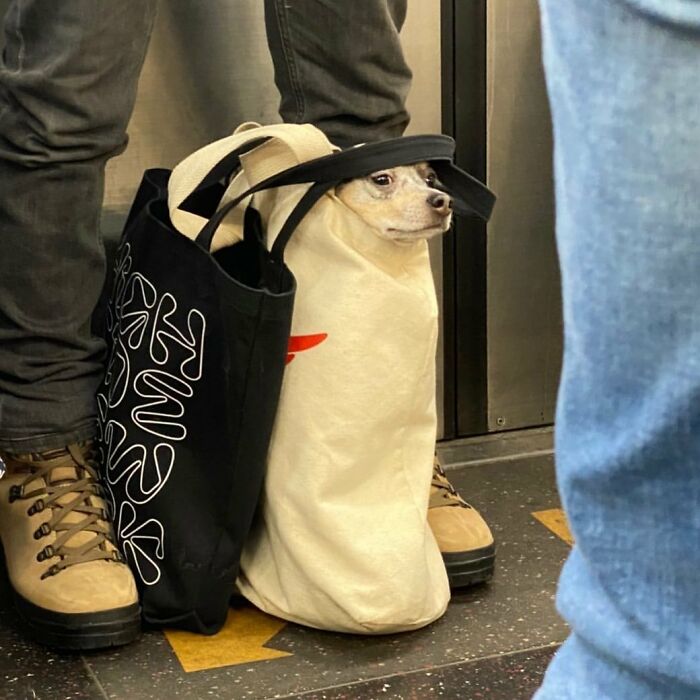 41 Times Folks Were Caught Carrying Dogs In Bags And It’s Adorable