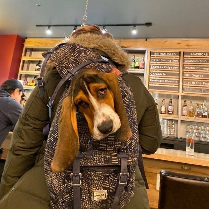 41 Times Folks Were Caught Carrying Dogs In Bags And It’s Adorable