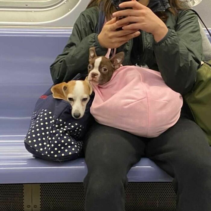 41 Times Folks Were Caught Carrying Dogs In Bags And It’s Adorable