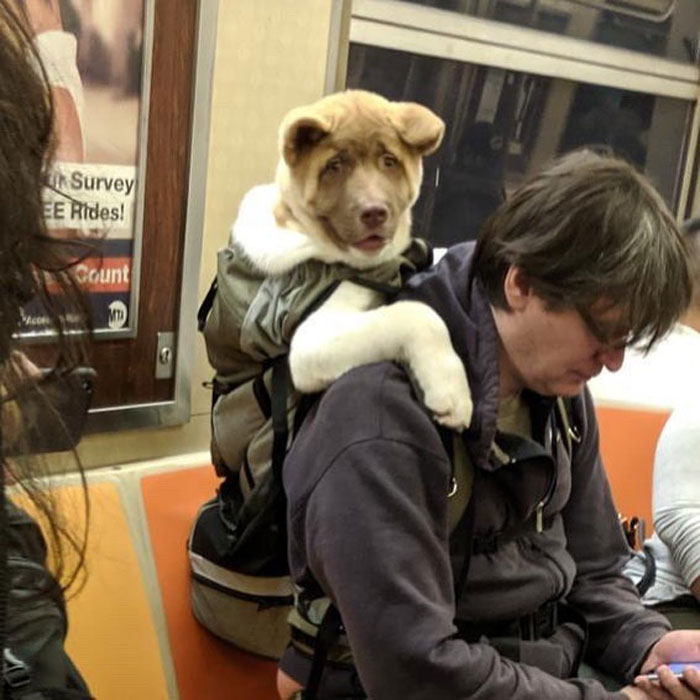 41 Times Folks Were Caught Carrying Dogs In Bags And It’s Adorable