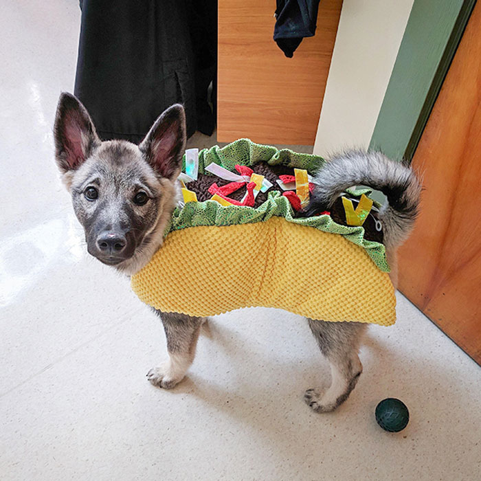 La dejé en el veterinario como un perro. La recogí del como un taco