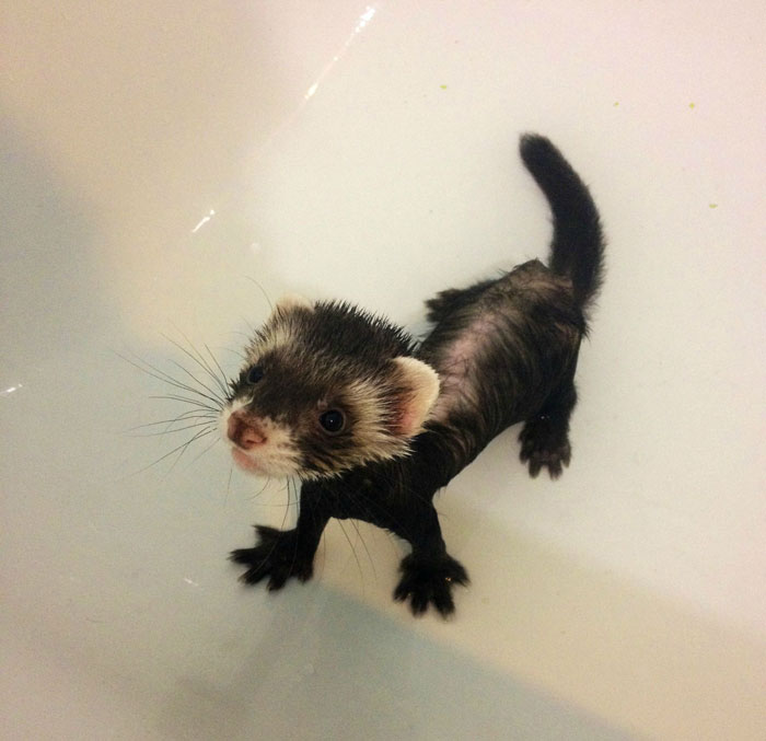 Un pequeño hurón mojado