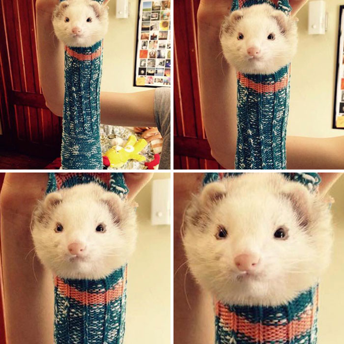 El hurón de mi amiga se metió en uno de sus calcetines