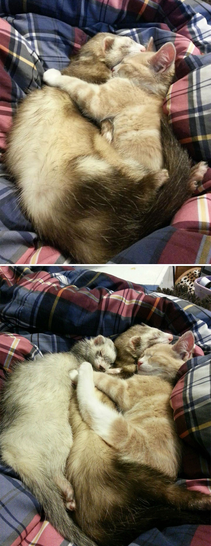Me preocupa que mi gatito crezca creyendo que es un hurón