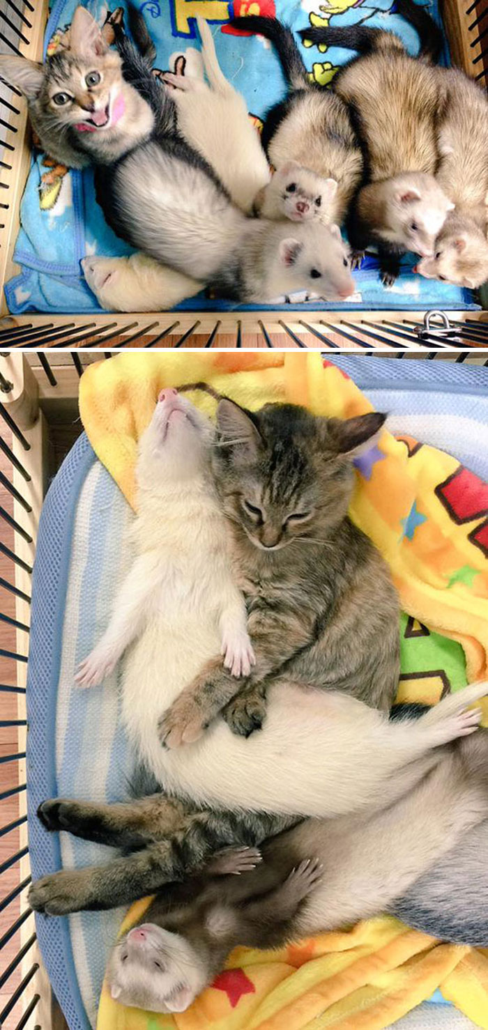 Gatito rescatado fue adoptado por 5 hurones y, ahora, cree que también es un hurón