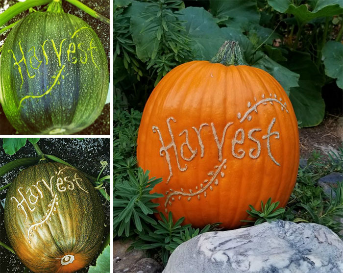 He Marcado Una Calabaza