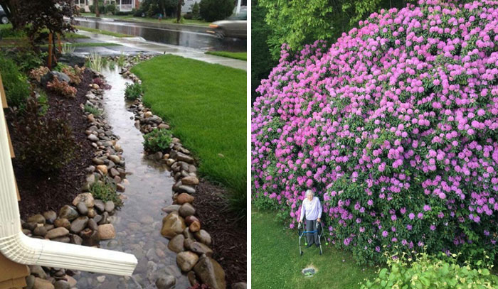 40 De las mejores fotos del grupo online «Jardinería interesante»