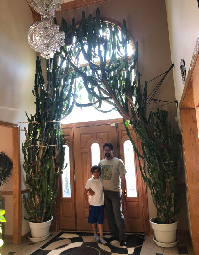 El cactus vela del desierto de 35 años de mi tío (Euphorbia Acrurensis)