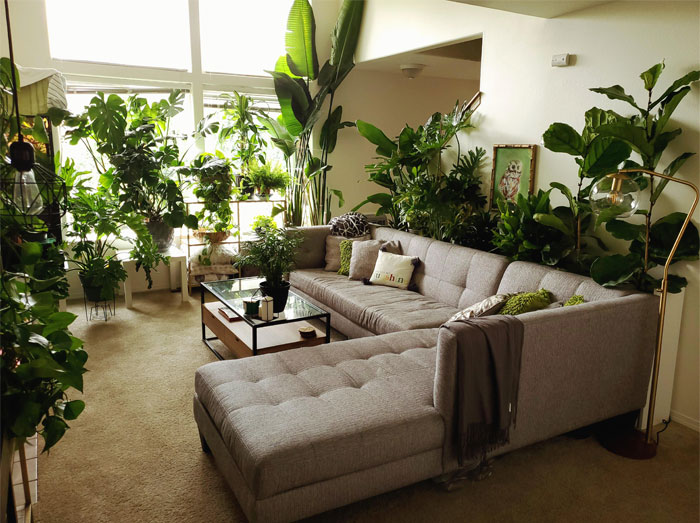 Por dios, quité todas las plantas de interior del patio para ponerlas dentro de casa y todavía no entiendo cómo logré hacerlo 