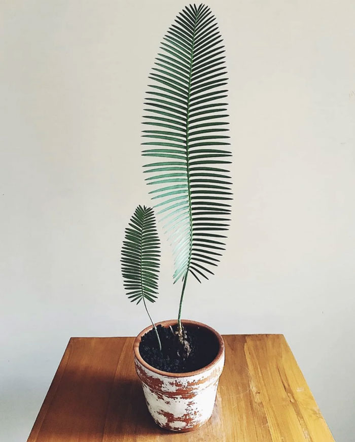 ¡Observen esta magnífica palma de la virgen! ¡Estas se encuentran entre las plantas con semillas más antiguas del mundo y existen desde incluso antes que los dinosaurios!