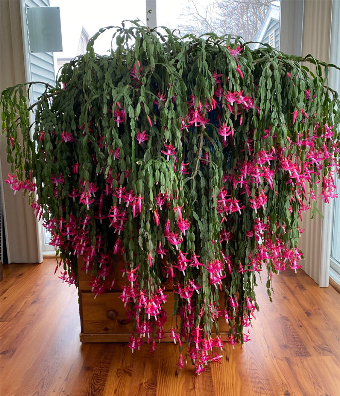 ¡Encontré una foto de su floración! Cactus Santa Teresita de 75 años