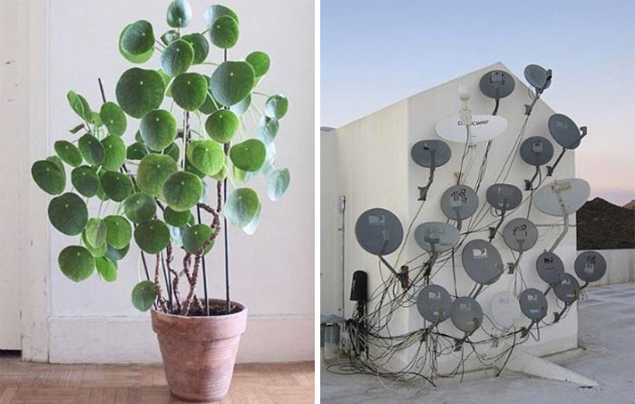 ¡Se me ocurrió que les gustaría ver esta planta del misionero!