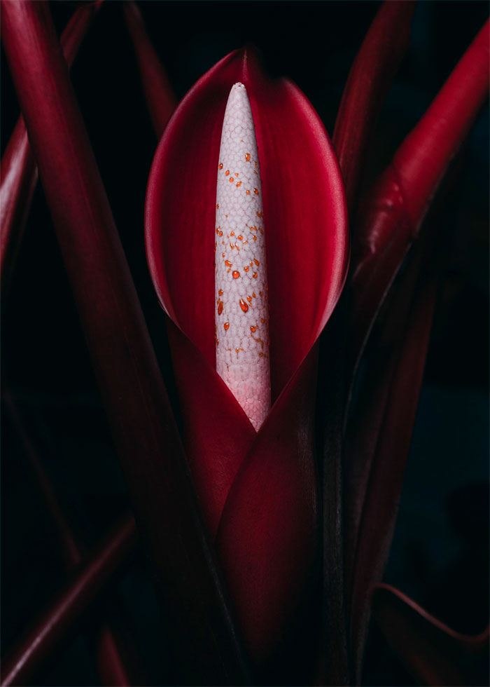 Mi prometido me pidió que le sacara fotos a su filodendro príncipe naranja en flor 