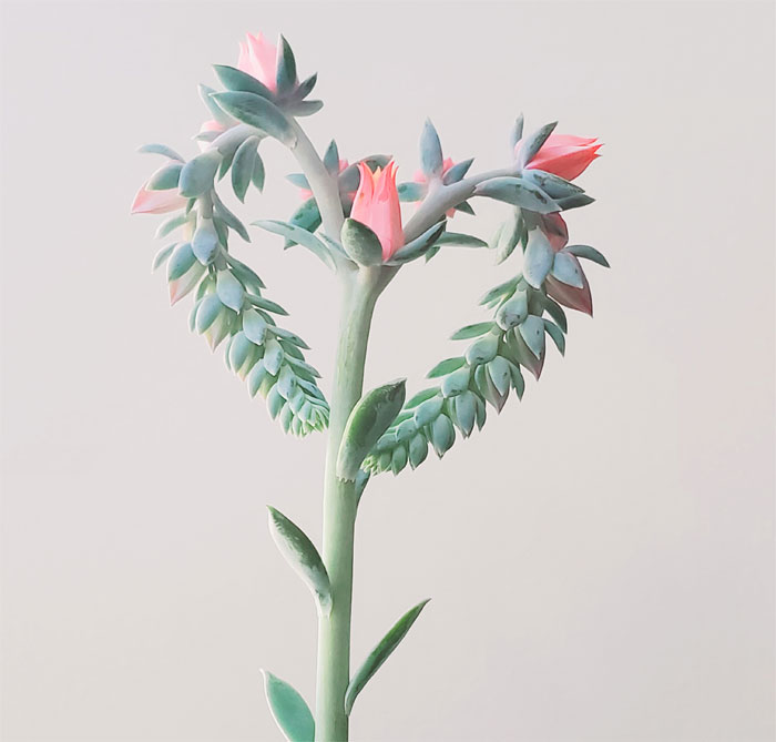 ¡Aquí mi echeveria demostrándome su amor con sus flores!