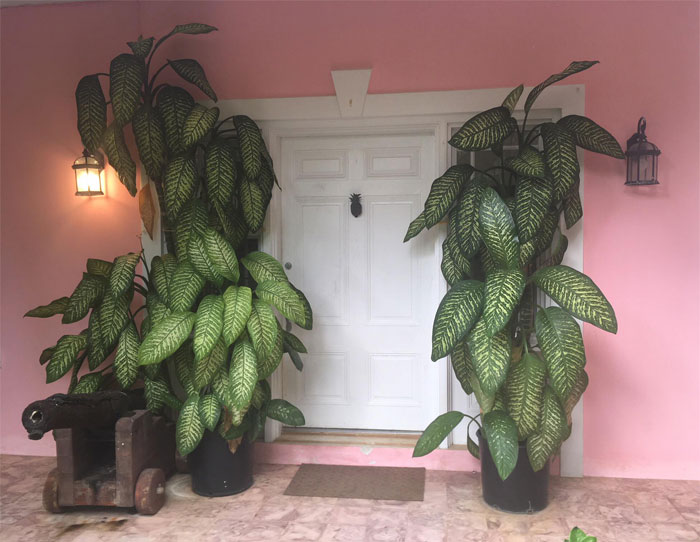 Las diefembaquias de mi difunta madre. Nassau, Bahamas. 