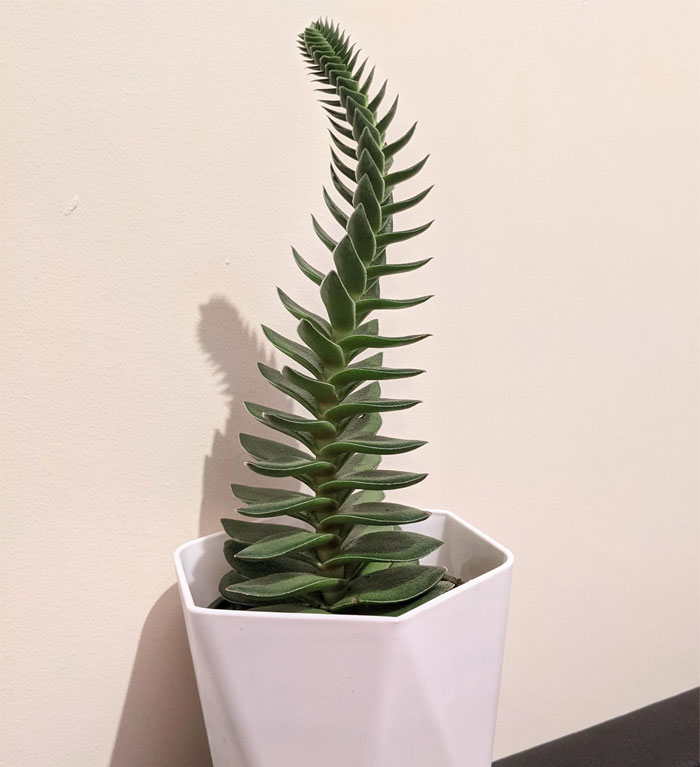 Le dije que podía ser lo que quisiera en la vida, así que se convirtió en una columna vertebral. ¡Persigue tus sueños anatómicos, pequeña crassula! 
