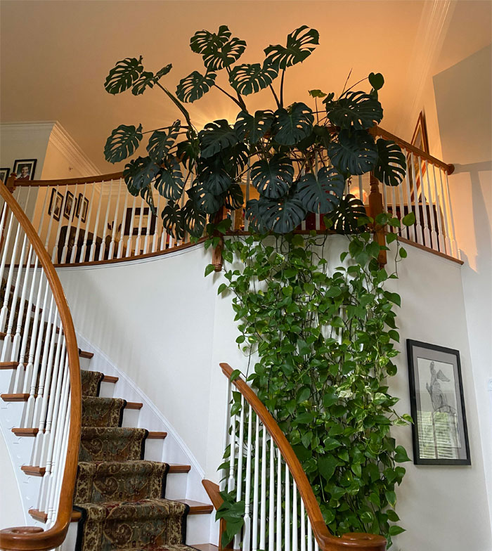 Esta es la monstera de la casa de mis padres 