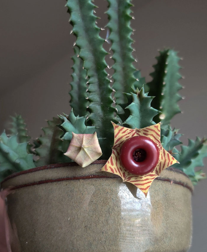 Literalmente me puse a saltar y le grité a mi novio que me trajera el móvil cuando vi que mi huernia zebrina había florecido 