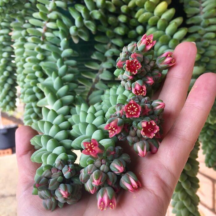Suculenta cola de burro en flor