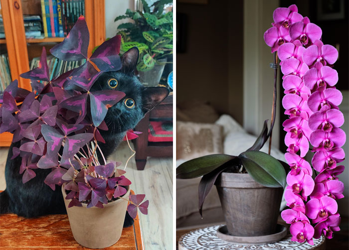 50 Amantes de las plantas que no pudieron resistirse a compartir fotos de sus plantas de interior