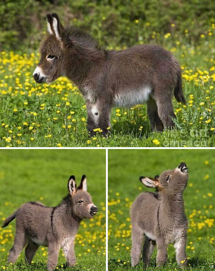 Borriquito