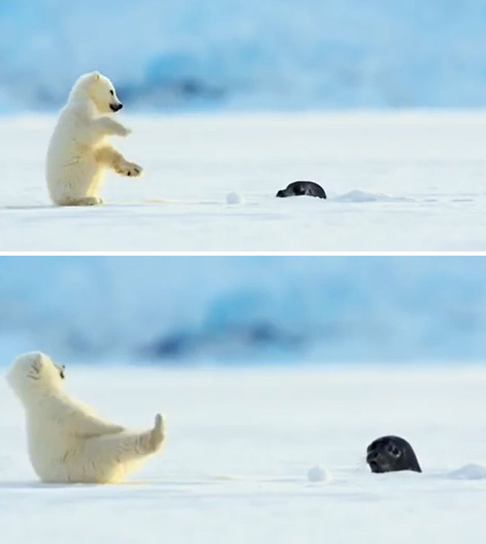 Esta foca asustó sin querer a un osezno polar