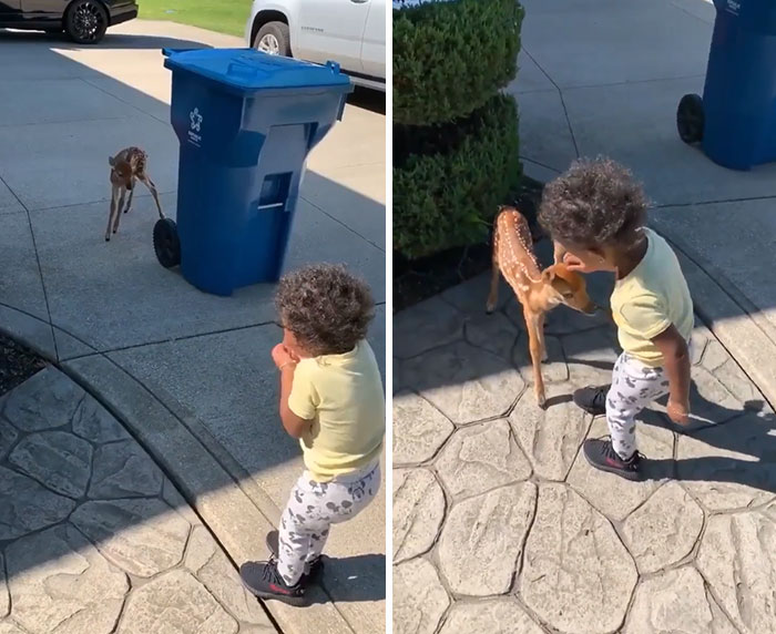 Cervatillo conoce niña pequeña