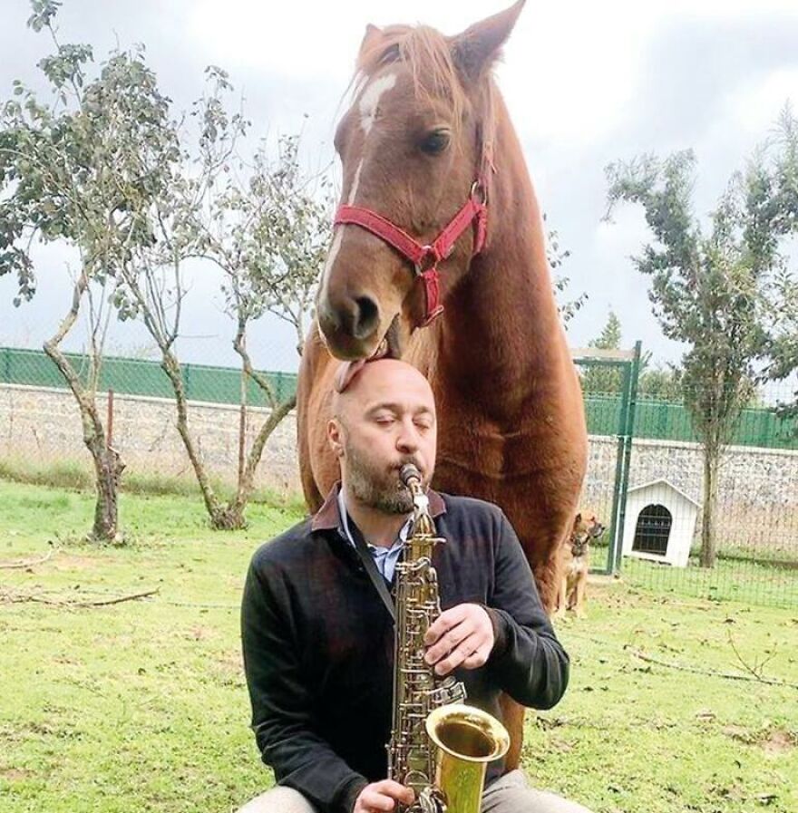 Este hombre transformó su granja en un refugio de animales con perros y gatos, pero también caballos, gaviotas y más