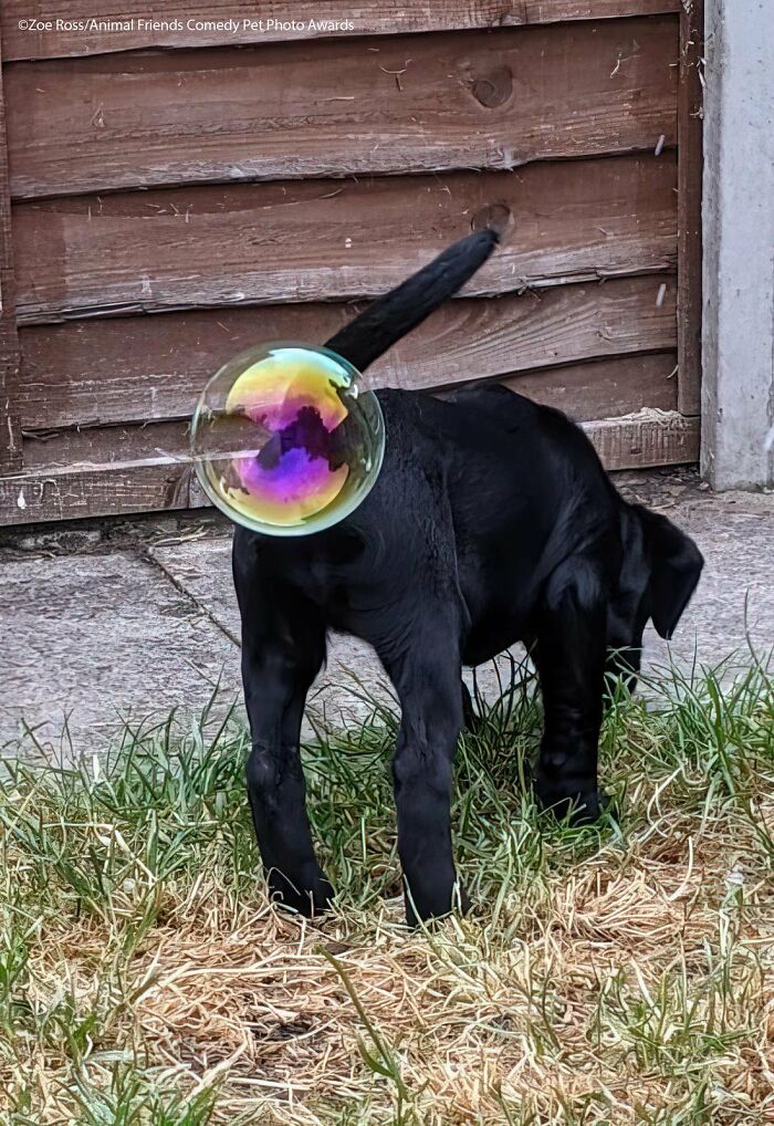 Ganador absoluto de los premios Animal Friends Comedy Pet Photo Awards 2021