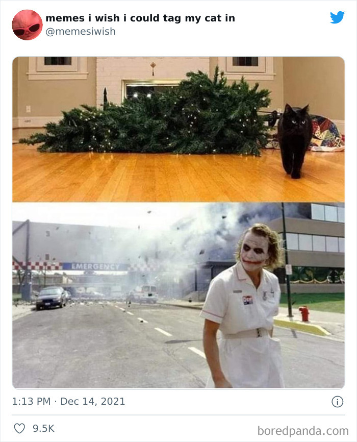 50 Of The Most Spot On "Memes I Wish I Could Tag My Cat In"
