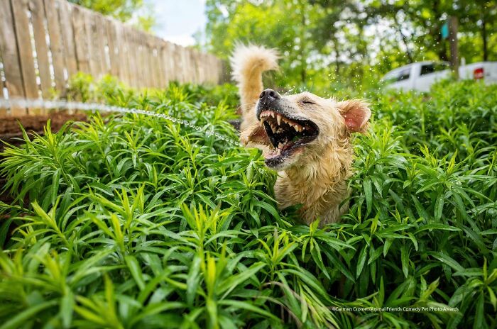 Ganador de la categoría de perros - Nuestros mejores amigos