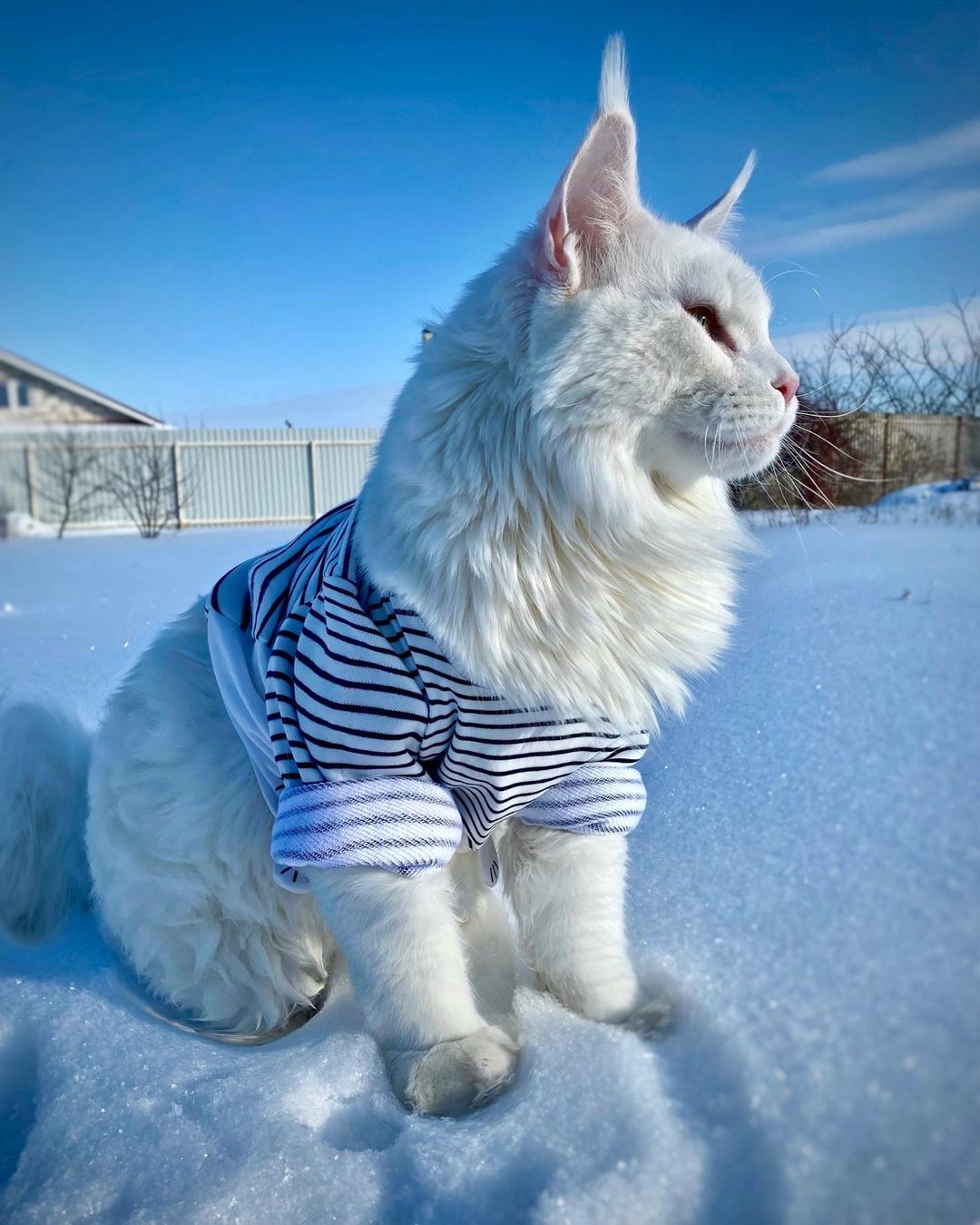 Este gato Maine Coon es tan grande que a primera vista lo confunden con un perro