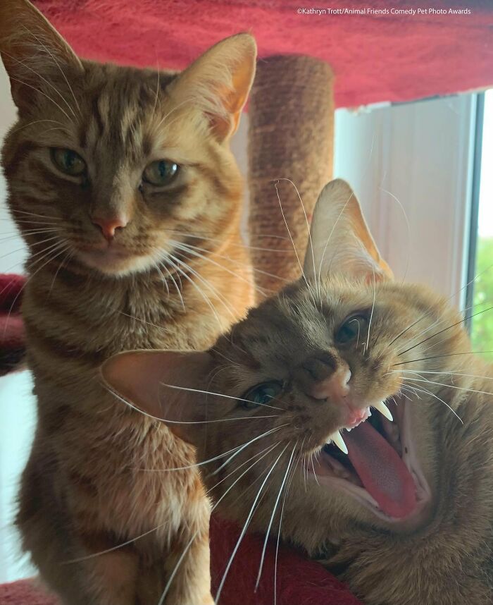 Ganador de la categoría de gatos - Nuestros fabulosos amigos felinos