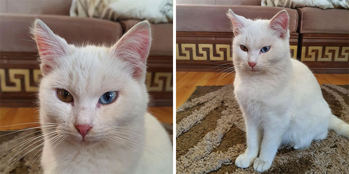 Encontré un gato callejero y me siguió a casa. Supongo que ahora soy dueña de un gato… 