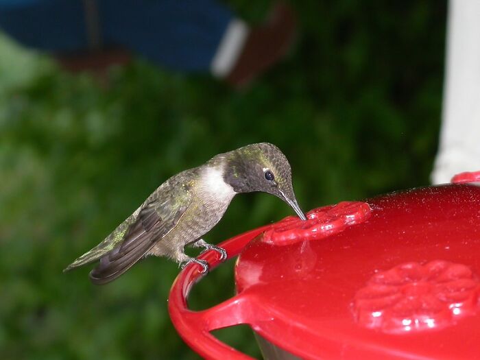 Los colibríes